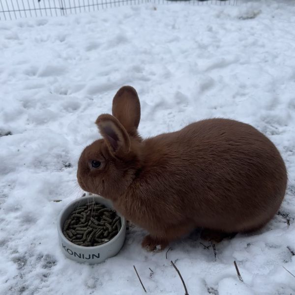 Bibi