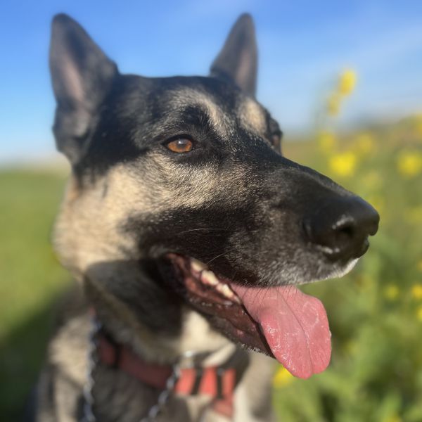 Lupo