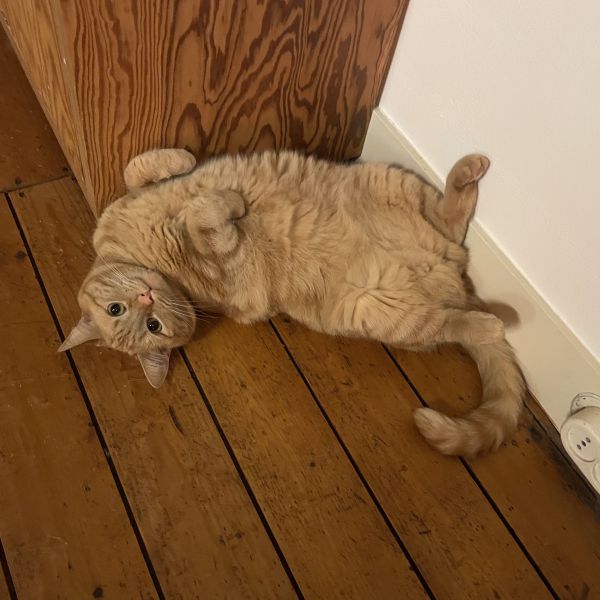 Kenji