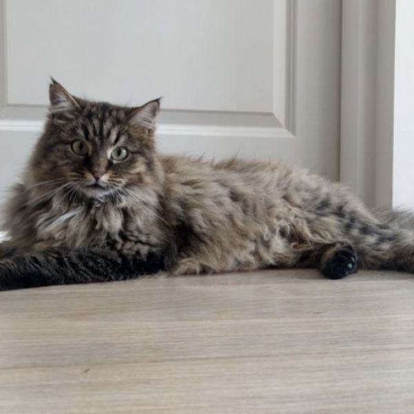 Meesje