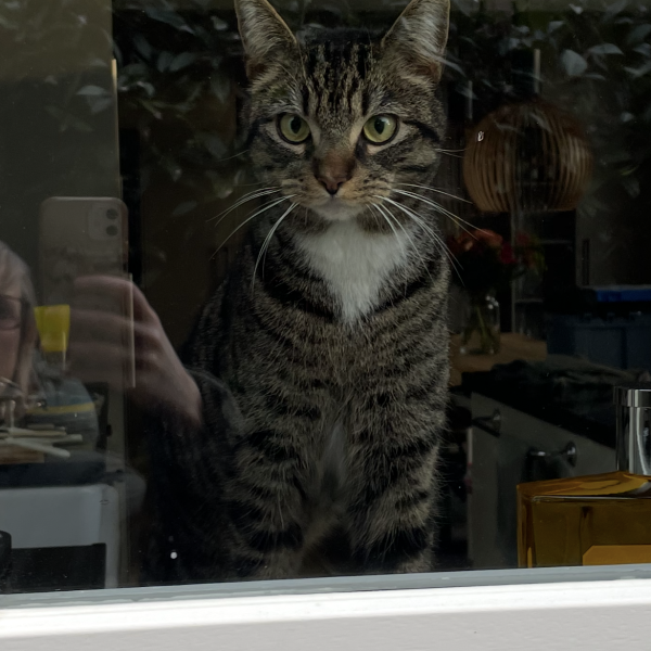 Tijger