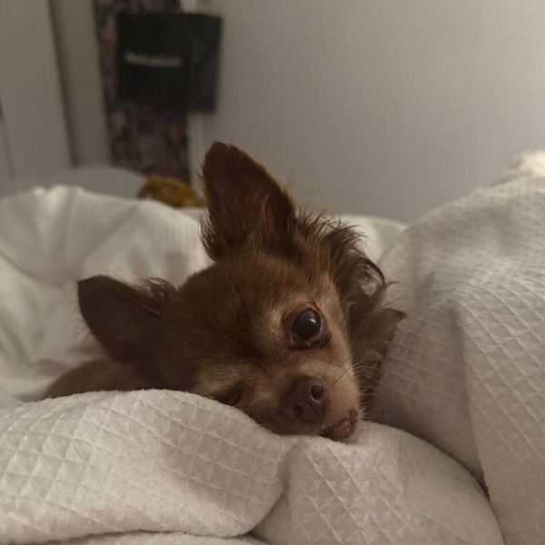 Lou