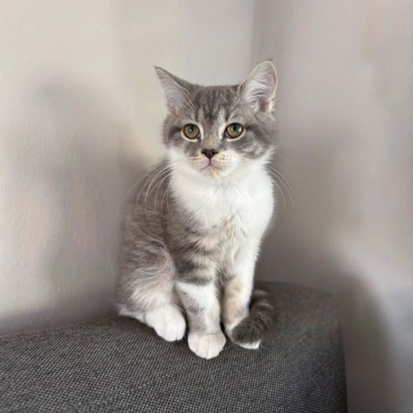 Simba