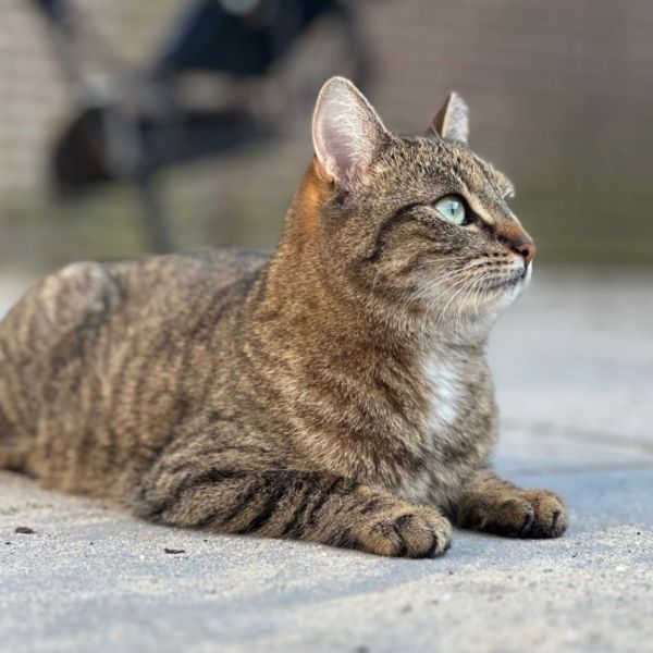 Kiki
