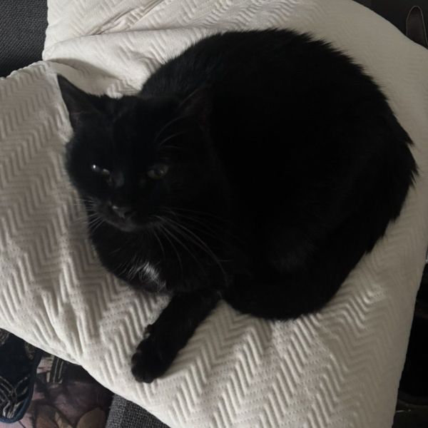 Loesje