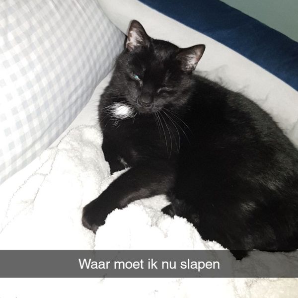 Pip