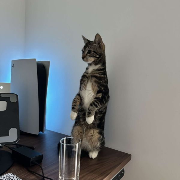 Mojo