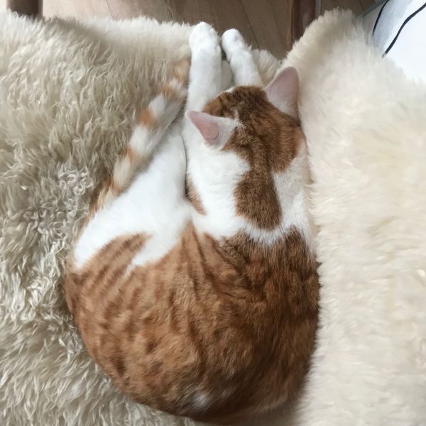 Bobby