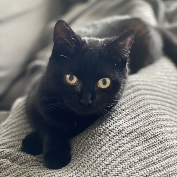Pixel