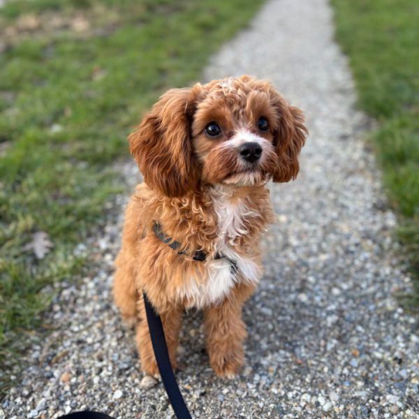 Nova