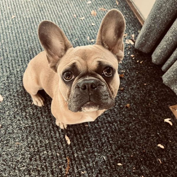 Ted