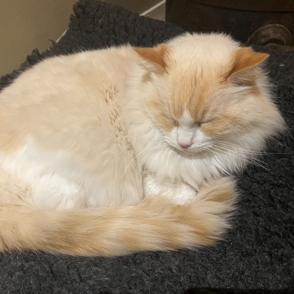 Boris