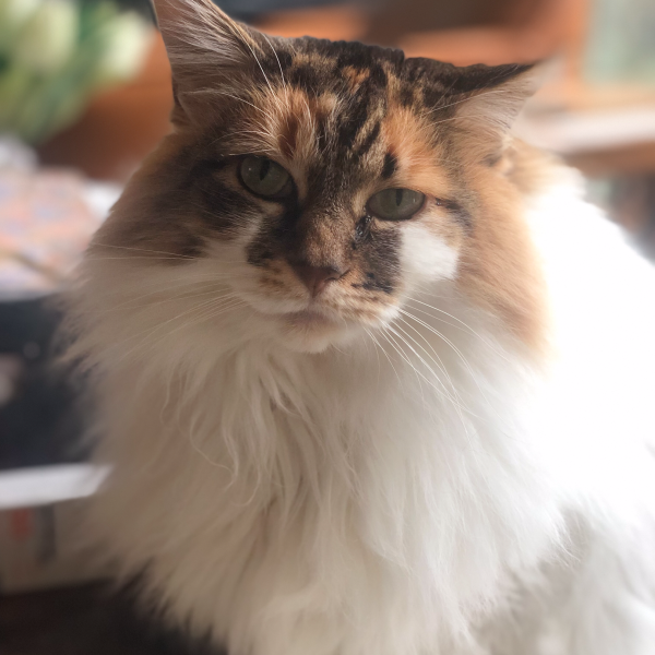 Poppy