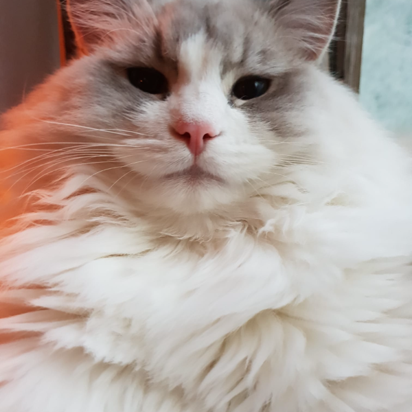 Tobi