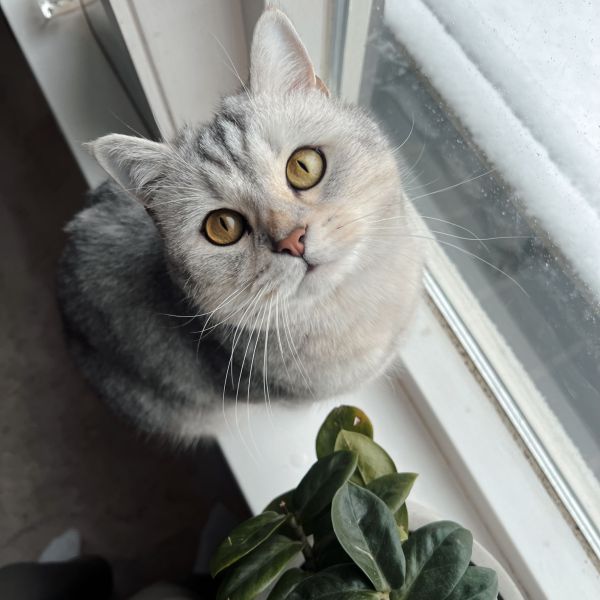 Bowie