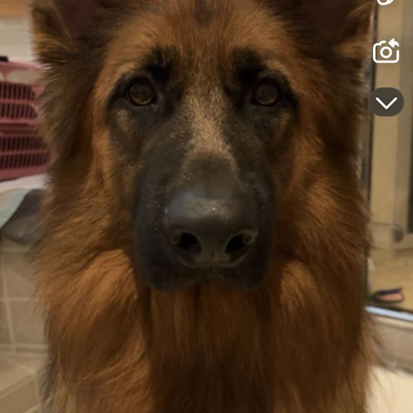 Fay