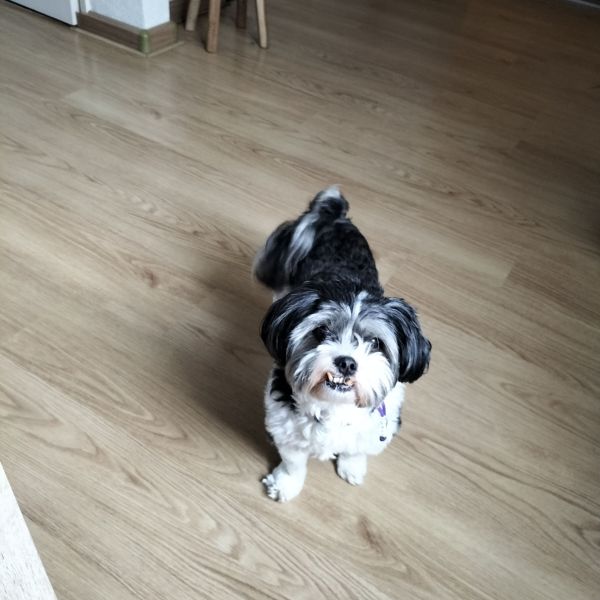 Benji