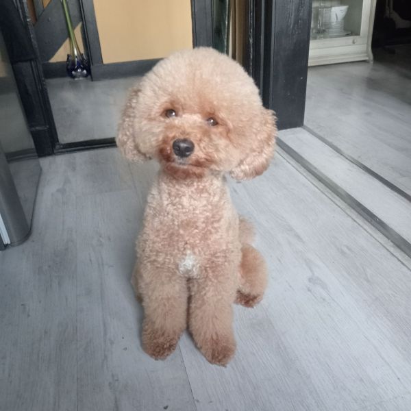 Teddy