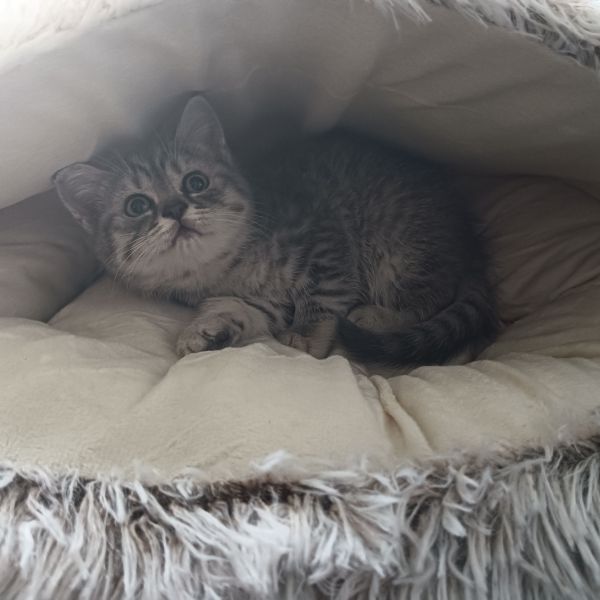 Nala