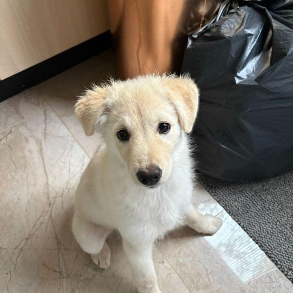 Tinka
