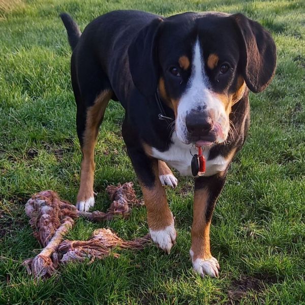 Hugo