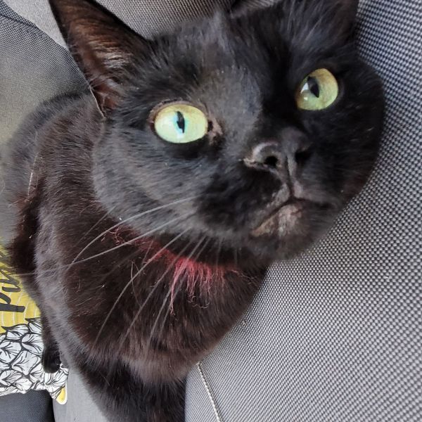 Maya