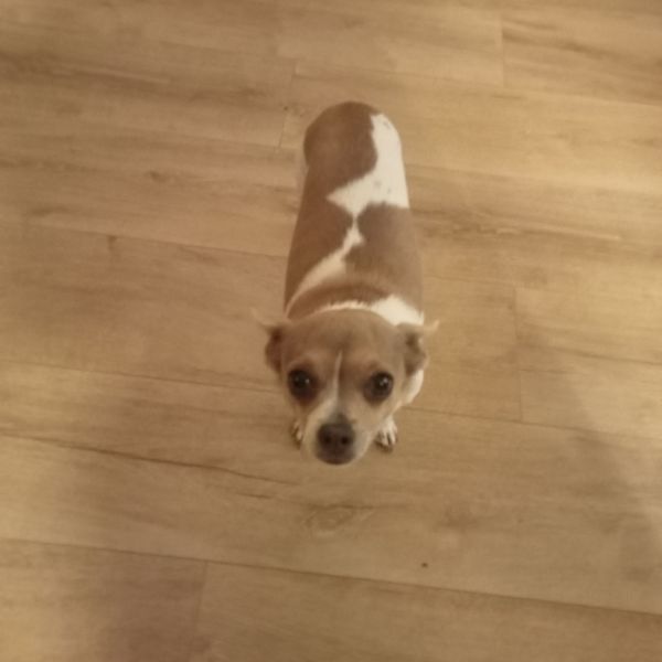 Ziggy