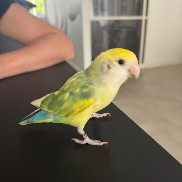 Kiwi