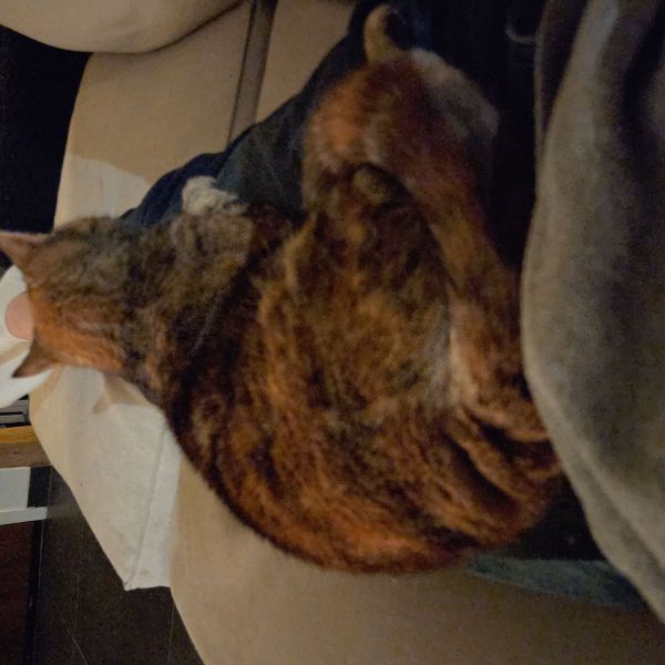 Lotje