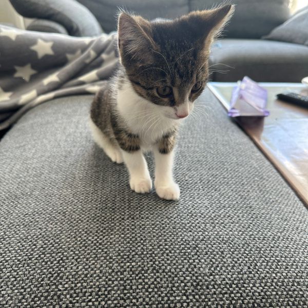 Ollie
