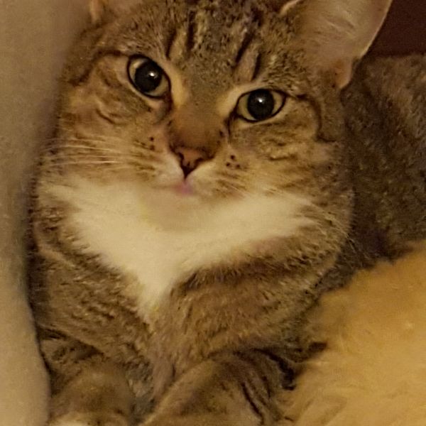 Sparky