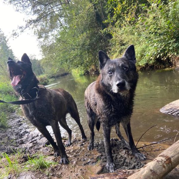 Spijker (rechts)