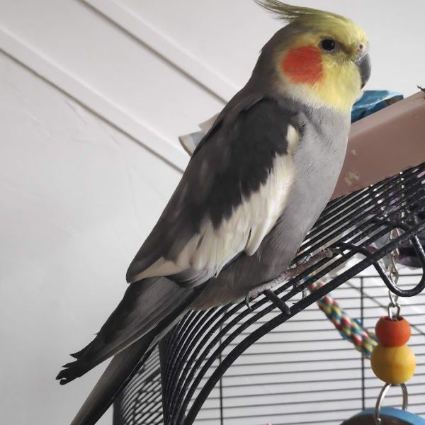 Pichu