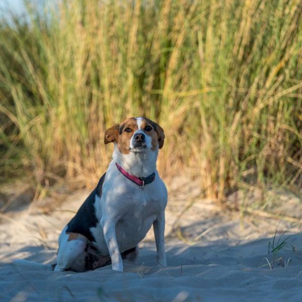 Roxy