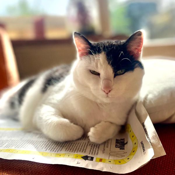 Sammie