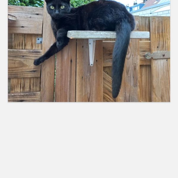 Odin