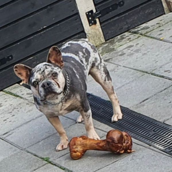 Guus