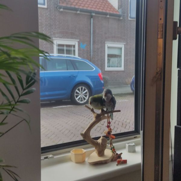 Henkie en Marley