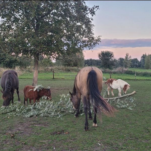 Paarden en pony's