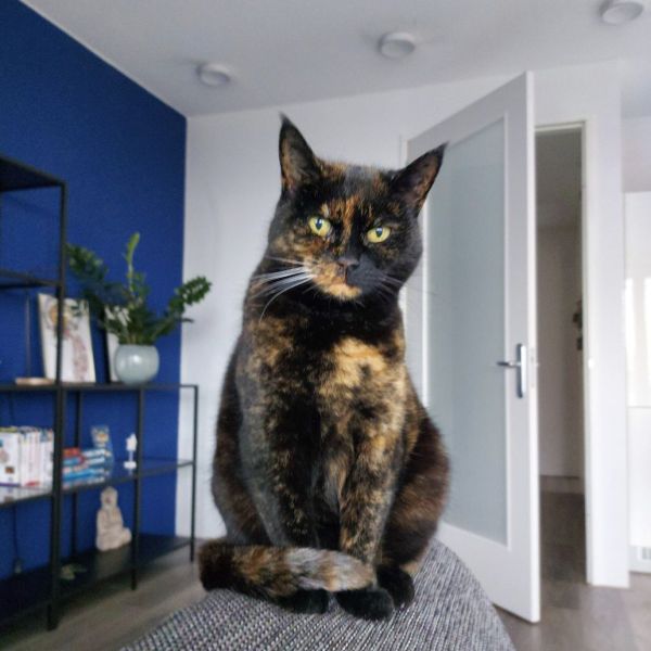Pip