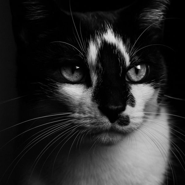Charlie