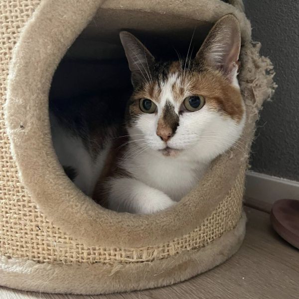 Amy