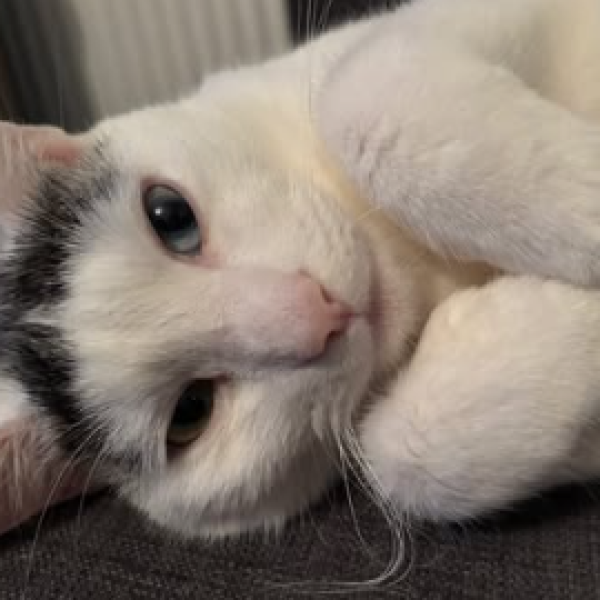 Yuki