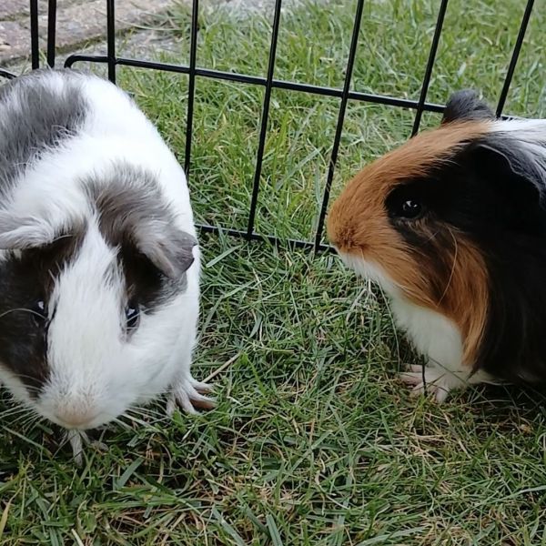 Bonnie, Rosie, Mac &amp; Flurry