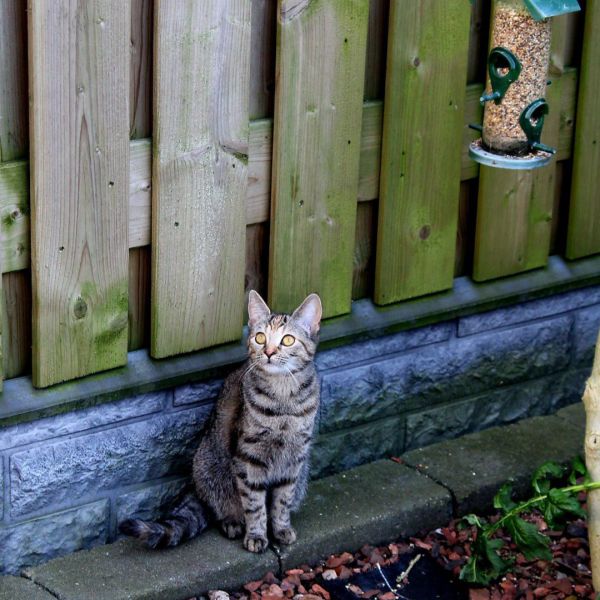 Minou