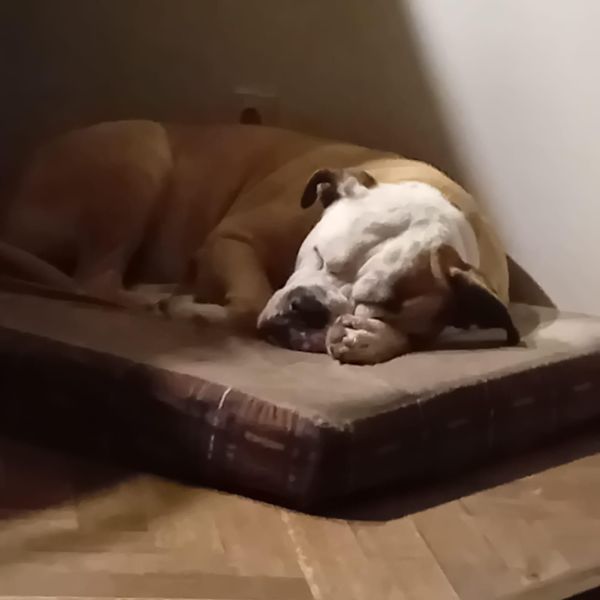 Spike