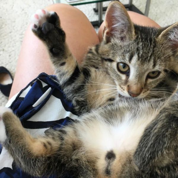 Simba