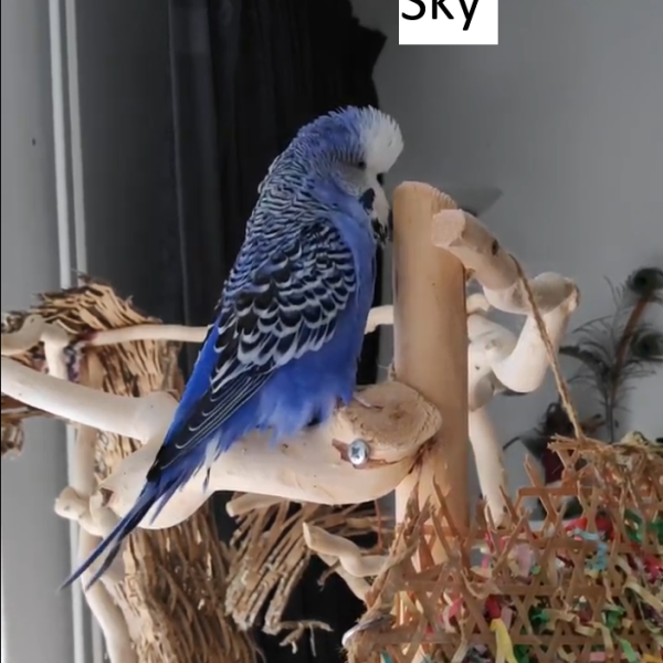 Sky