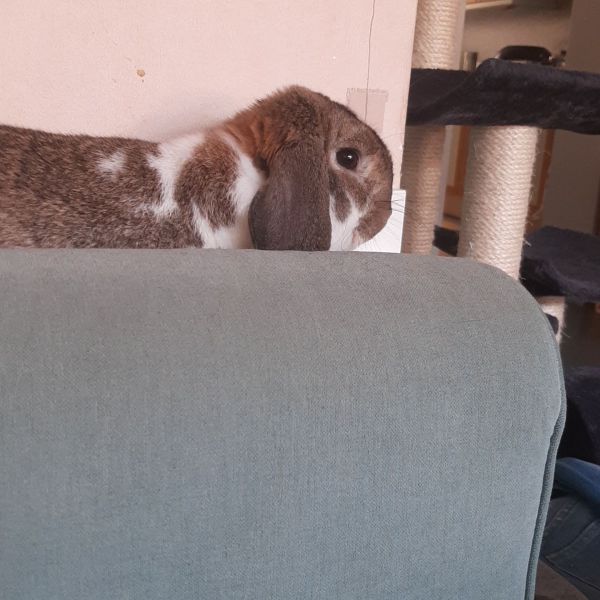 Olaf