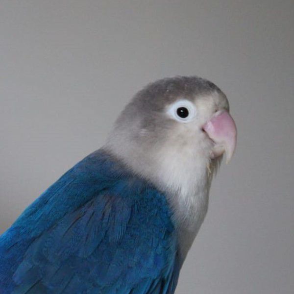 Sweety